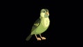 Green wood warber bird sings alpha matte HD