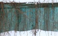 Green wooden fence covered with snow. Wood surface or ancient fencing in snowdrifts. Winter wall of wooden boards Royalty Free Stock Photo