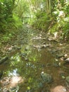 Green woodland reflections in Summertime Royalty Free Stock Photo