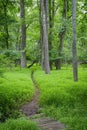 Green Woodlands Path
