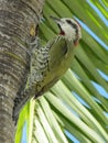 Green Woodpecker Royalty Free Stock Photo