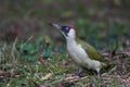 Green woodpecker Royalty Free Stock Photo