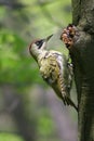 Green woodpecker