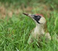 Green Woodpecker Royalty Free Stock Photo