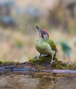 Green Woodpecker drinking at pool