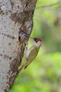 Green woodpecker feeding chick at nest Royalty Free Stock Photo