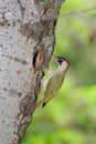 Green woodpecker feeding chick Royalty Free Stock Photo