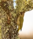 Green Woodpecker on lichen and moss