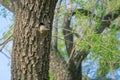 Green woodpecker in nest Royalty Free Stock Photo