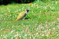 Green woodpecker, Picus Vinidis, woodpecker bird sitting on meadow Royalty Free Stock Photo