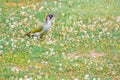 Green woodpecker, Picus Vinidis, woodpecker bird sitting on meadow Royalty Free Stock Photo