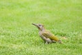 Green woodpecker, Picus Vinidis, woodpecker bird sitting on meadow Royalty Free Stock Photo