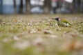 Green woodpecker. picus viridis. bird on a carpet of leaves in a snowless winter. photo during the day. Royalty Free Stock Photo
