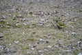 Green woodpecker. picus viridis. bird on a carpet of leaves in a snowless winter. photo during the day. Royalty Free Stock Photo