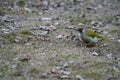 Green woodpecker. picus viridis. bird on a carpet of leaves in a snowless winter. photo during the day. Royalty Free Stock Photo