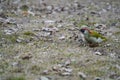 Green woodpecker. picus viridis. bird on a carpet of leaves in a snowless winter. photo during the day. Royalty Free Stock Photo