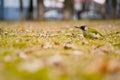 Green woodpecker. picus viridis. bird on a carpet of leaves in a snowless winter. photo during the day. Royalty Free Stock Photo