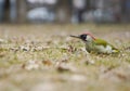 Green woodpecker. picus viridis. bird on a carpet of leaves in a snowless winter. photo during the day. Royalty Free Stock Photo