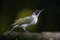 Green Woodpecker, Picus viridis Royalty Free Stock Photo