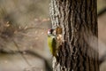 Green woodpecker Picus viridis male bird by the nesting cavity Royalty Free Stock Photo