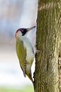 Green woodpecker (picus viridis) Royalty Free Stock Photo