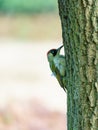 Green Woodpecker (Picus viridis) oerched on a tree, taken in the UK Royalty Free Stock Photo