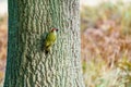 Green Woodpecker (Picus viridis) oerched on a tree, taken in the UK Royalty Free Stock Photo