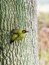 Green Woodpecker (Picus viridis) oerched on a tree, taken in the UK Royalty Free Stock Photo