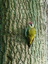 Green Woodpecker (Picus viridis) oerched on a tree, taken in the UK Royalty Free Stock Photo