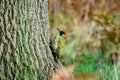 Green Woodpecker & x28;Picus viridis& x29; oerched on a tree, taken in the UK Royalty Free Stock Photo