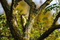 Green Woodpecker (Picus viridis) oerched on a tree, taken in the UK Royalty Free Stock Photo