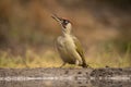 Green Woodpecker, Picus viridis