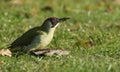 A Green Woodpecker Picus viridis. Royalty Free Stock Photo