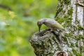 Green Woodpecker Picus viridis.