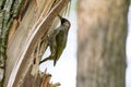 Green Woodpecker Picus viridis. Royalty Free Stock Photo