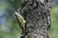 Green woodpecker, Picus viridis Royalty Free Stock Photo