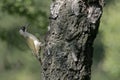 Green woodpecker, Picus viridis Royalty Free Stock Photo