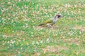 Green woodpecker, Picus Vinidis, woodpecker bird sitting on meadow Royalty Free Stock Photo