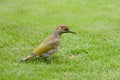 Green woodpecker, Picus Vinidis, woodpecker bird sitting on meadow