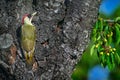 Green Woodpecker, Picus viridis, sitting on the tree trunk feeding ants, bird in the nature habitat, Germany. Beautiful green bird Royalty Free Stock Photo