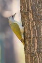 Green Woodpecker Climbing an Old Tree in the Park Royalty Free Stock Photo