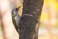 A Green Woodpecker Searching for Food in an Old Park Tree Royalty Free Stock Photo