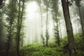 Green woods with mist after rain