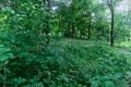 Green woods of a mountain, Mount Royal, Montreal Royalty Free Stock Photo