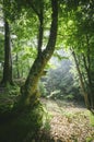 Green woods Royalty Free Stock Photo