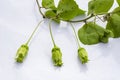 Leaves And Blossoms Of Vine