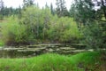 Green World - Clay Flat near Missoula, MT