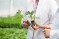 green world earth day concept. a woman without a face holds two small sprouts for planting Royalty Free Stock Photo