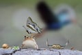 Green worm, ant, crab, earth worm, snail, frog with butterfly perching on its head and flying purple swamphen bird in blur motion Royalty Free Stock Photo