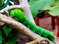 The Green Worm on branch of tree